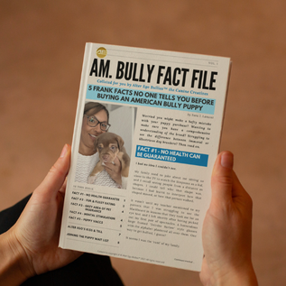 American Bully Fact File